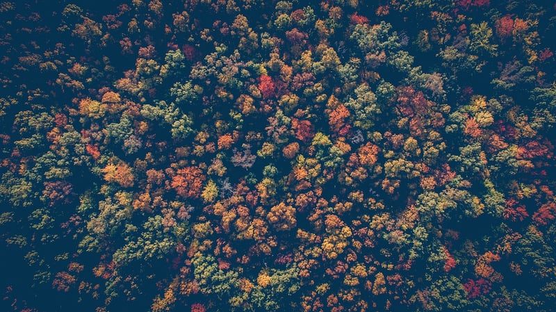 Fall foliage designs