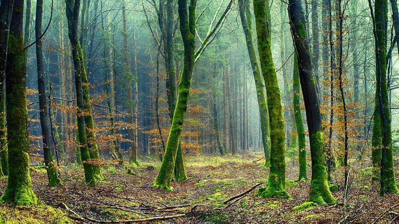 Green living environments