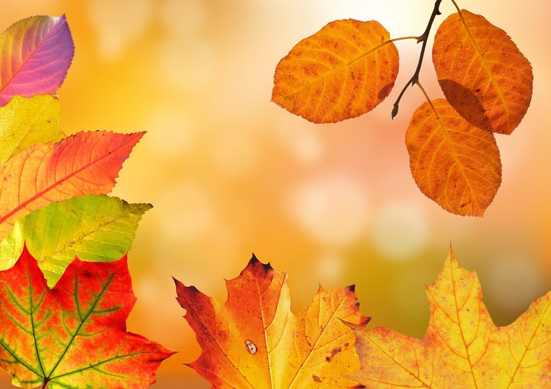 Fall foliage garden design