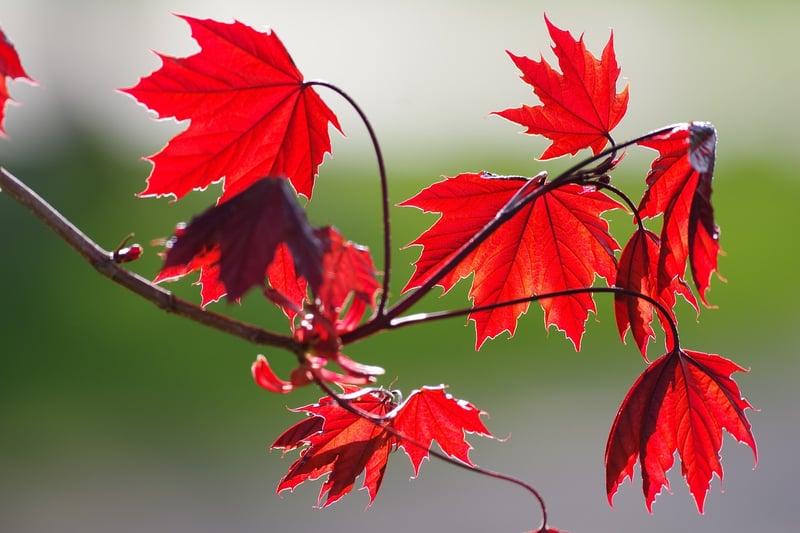 Maple tree with red leaves